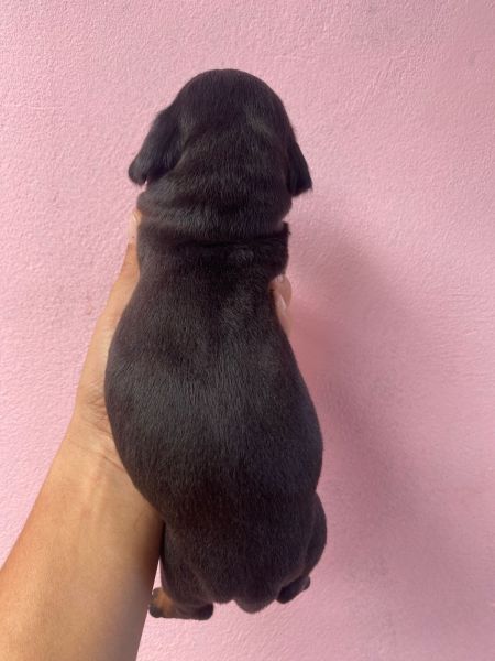Filhotes de dachshund salsichinha teckel