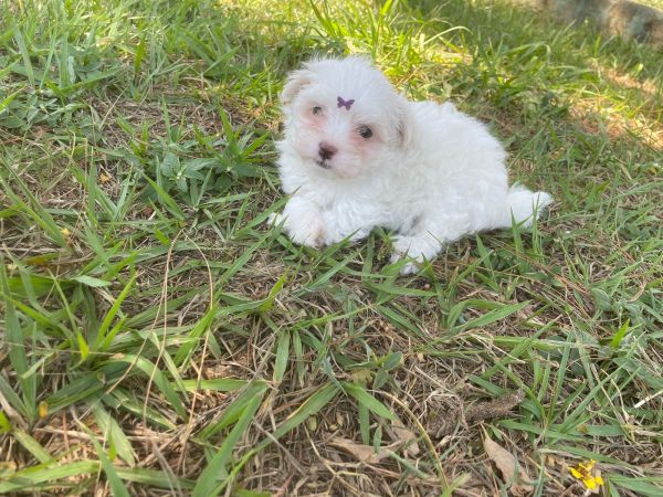AQUI O SEU MALTS TEM QUALIDADE VETERINRIA DE CRIAO CES LINDOS