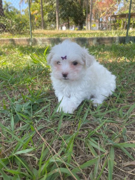 GRACINHAS DE MALTESES CRIADOS POR MDICA VETERINRIA CES LINDOS