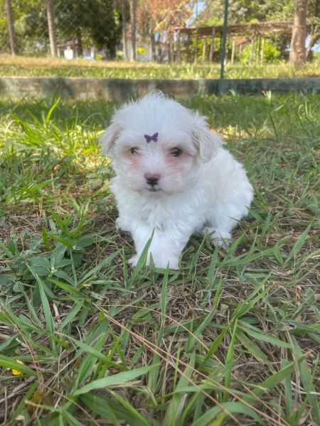 GRACINHAS DE MALTESES CRIADOS POR MDICA VETERINRIA CES LINDOS