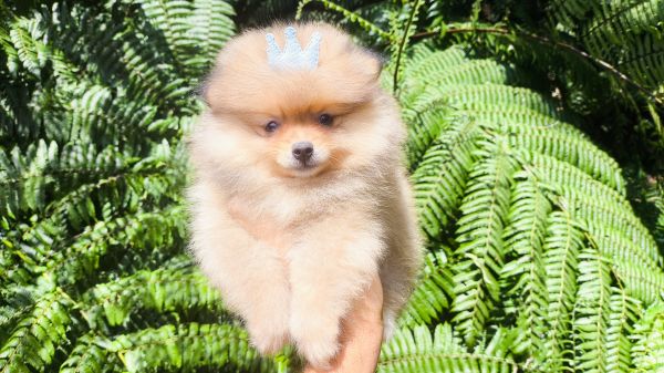 Filhotes de SPITZ ANOZINHO lindos criao responsvel em Curitiba