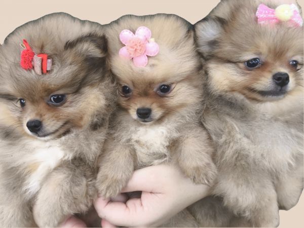 Filhotes de SPITZ ANOZINHO lindos criao responsvel em Curitiba