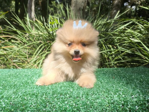 Filhotes de SPITZ ANOZINHO lindos criao responsvel em Curitiba