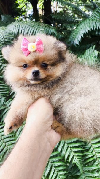 Filhotes de SPITZ ANOZINHO lindos criao responsvel em Curitiba