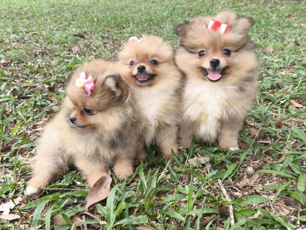 Filhotes de SPITZ ANOZINHO lindos criao responsvel em Curitiba