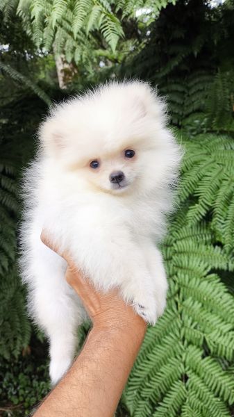 Filhotes de SPITZ ANOZINHO lindos criao responsvel em Curitiba