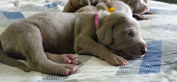WEIMARANERS  VENDA CRIAO PROFISSIONAL E VETERINRIA