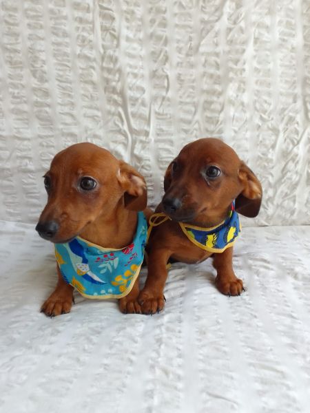 BASET MINI TECKEL LINDOS MACHOS DOURADOS PARC DEZ X CHAMA NO ZAP