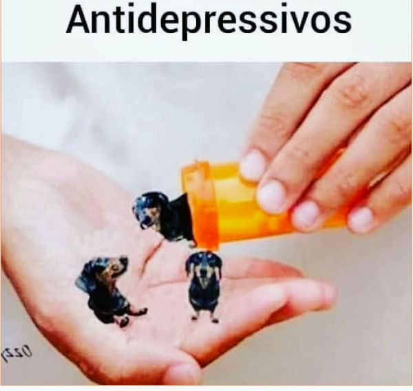 BASET MINI TECKEL LINDOS MACHOS DOURADOS PARC DEZ X CHAMA NO ZAP