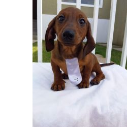 Dachshund BASET MINI TECKEL LINDOS MACHOS DOURADOS PARC DEZ X CHAMA NO ZAP