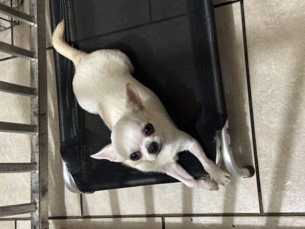 Chihuahua jovem castrada