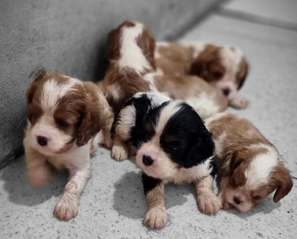 Cavalier king charles spaniel filhotes