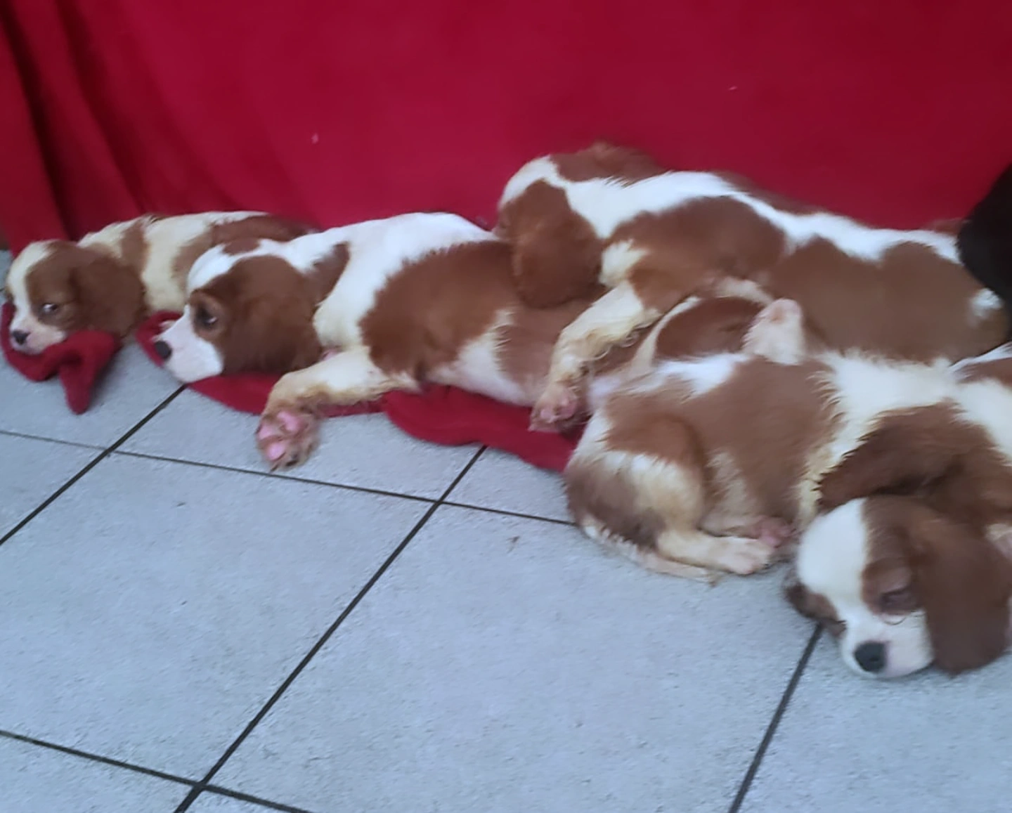 Cavalier king charles spaniel filhotes