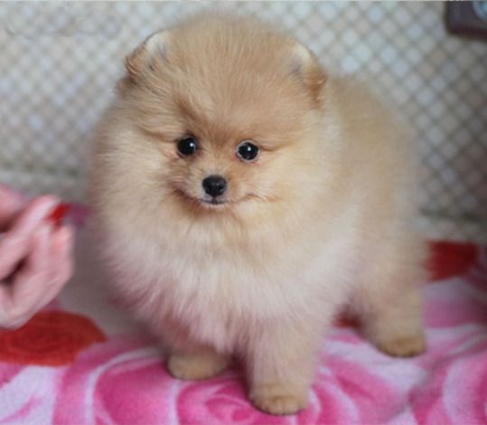 Spitz Alemão Spitz Alemão