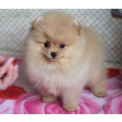 Spitz Alemo Spitz Ano Pomerania