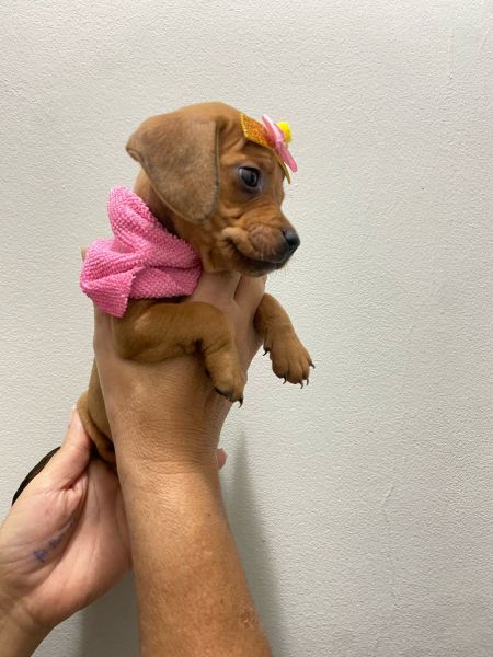 DACHSHUND MINI FMEA DEZ DE DUZENTOS E TRINTA CHAMA NO ZAP