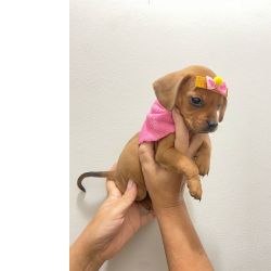 Dachshund DACHSHUND MINI FMEA DEZ DE DUZENTOS E TRINTA CHAMA NO ZAP So Paulo LAPA