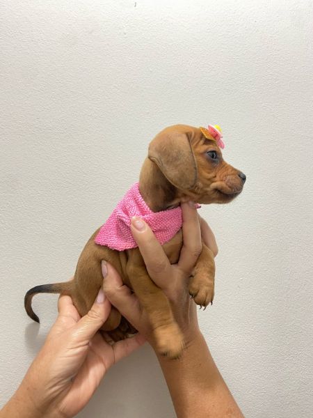 DACHSHUND MINI FMEA DEZ DE DUZENTOS E TRINTA CHAMA NO ZAP