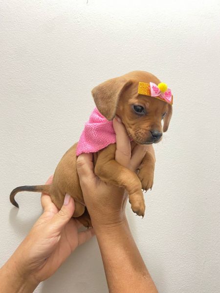 DACHSHUND MINI FMEA DEZ DE DUZENTOS E TRINTA CHAMA NO ZAP