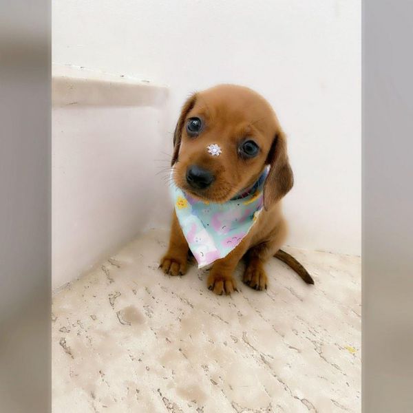 DACHSHUND MINI FMEA DEZ DE DUZENTOS E TRINTA CHAMA NO ZAP