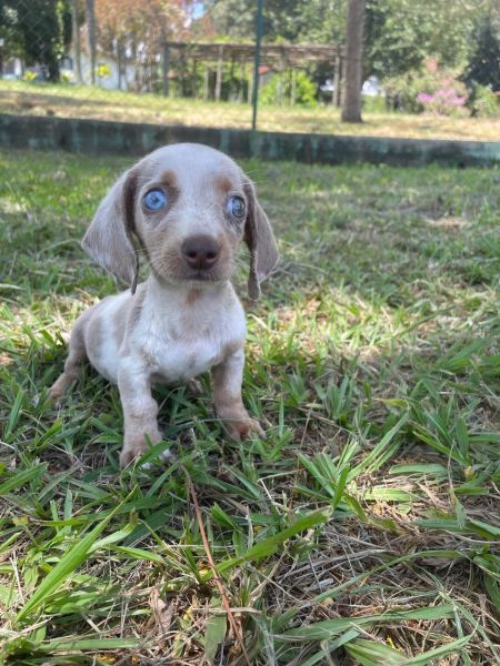 AQUI O SEU TECKEL TEM DIFERENCIAIS CES LINDOS