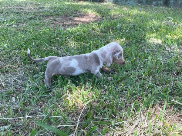 AQUI O SEU TECKEL TEM DIFERENCIAIS CES LINDOS