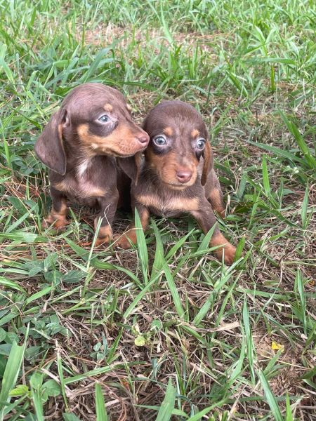AQUI O SEU TECKEL TEM DIFERENCIAIS CES LINDOS