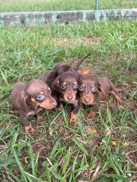 AQUI O SEU TECKEL TEM DIFERENCIAIS CES LINDOS