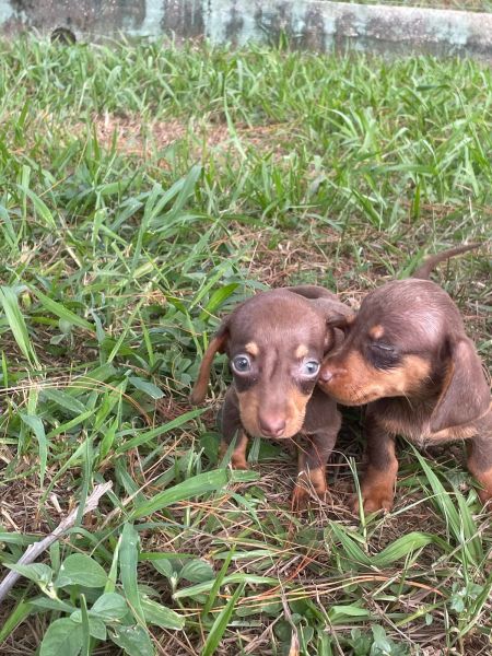 AQUI O SEU TECKEL TEM DIFERENCIAIS CES LINDOS