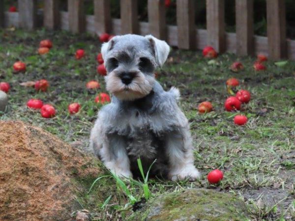 Schnauzer Miniatura Tajj Mahall Fmea lindssima sal e pimenta Microchip Curitiba Vacina Importada