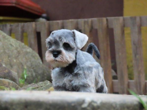 Schnauzer Miniatura Tajj Mahall Fmea lindssima sal e pimenta Microchip Curitiba Vacina Importada