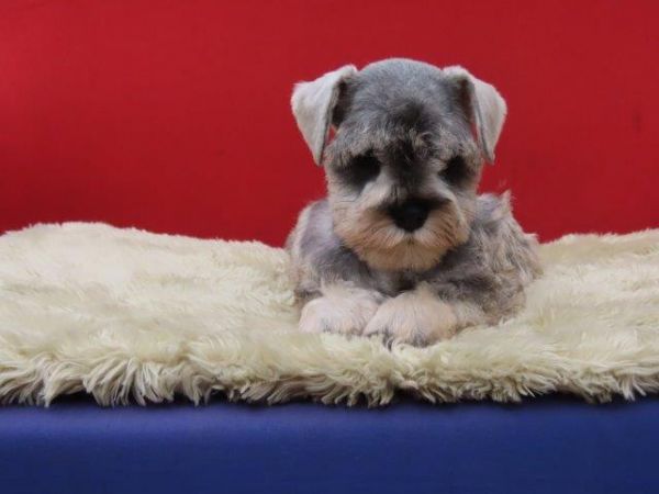 Schnauzer Miniatura Tajj Mahall Fmea lindssima sal e pimenta Microchip Curitiba Vacina Importada