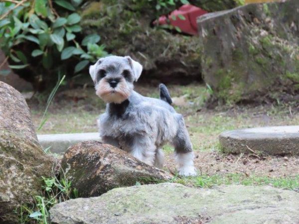 Schnauzer Miniatura Tajj Mahall Fmea lindssima sal e pimenta Microchip Curitiba Vacina Importada
