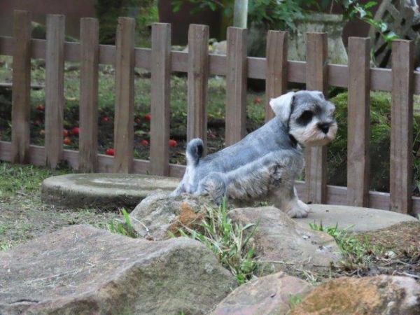 Schnauzer Miniatura Tajj Mahall Fmea lindssima sal e pimenta Microchip Curitiba Vacina Importada