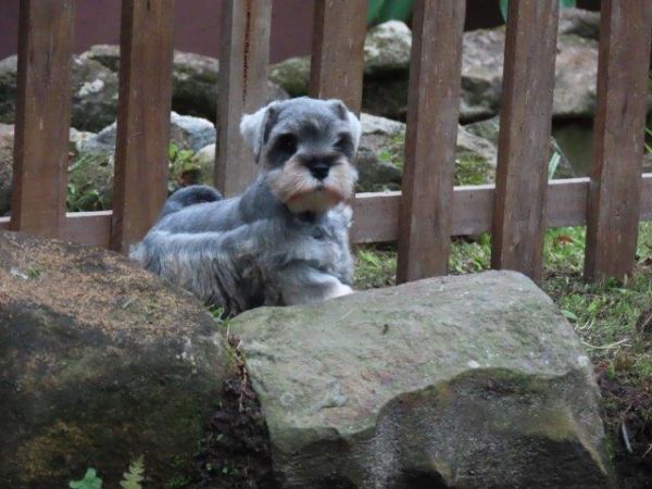 Schnauzer Miniatura Tajj Mahall Fmea lindssima sal e pimenta Microchip Curitiba Vacina Importada