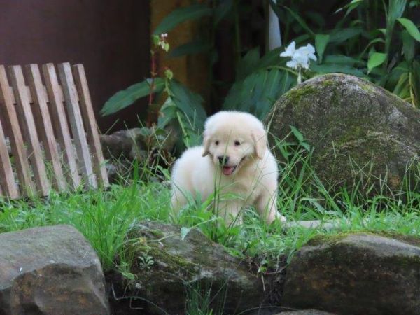 Golden Retriever lindssimo Filhote Macho Tajj Mahall Microchipado Curitiba Vacina Importada TOP