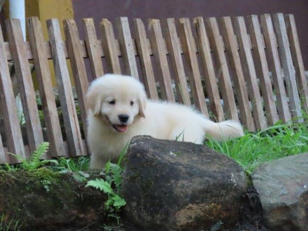 Golden Retriever lindssimo Filhote Macho Tajj Mahall Microchipado Curitiba Vacina Importada TOP