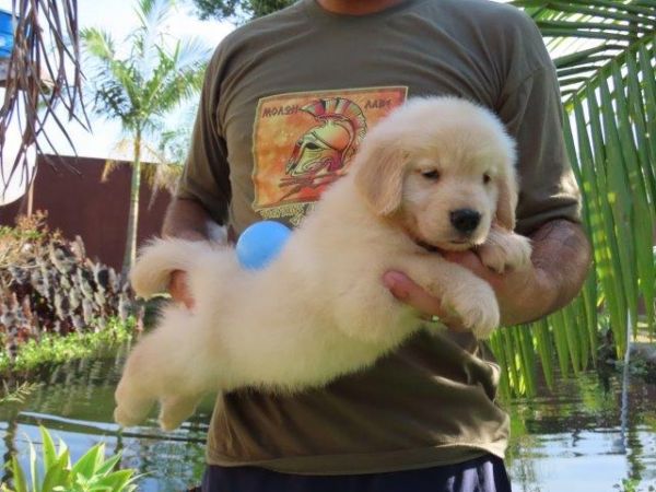 Golden Retriever lindssimo Filhote Macho Tajj Mahall Microchipado Curitiba Vacina Importada TOP