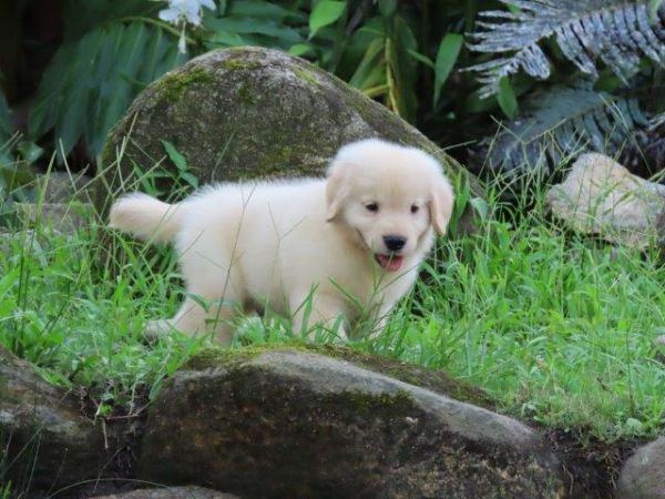 Golden Retriever lindssimo Filhote Macho Tajj Mahall Microchipado Curitiba Vacina Importada TOP