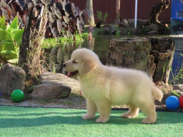 Golden Retriever lindssimo Filhote Macho Tajj Mahall Microchipado Curitiba Vacina Importada TOP