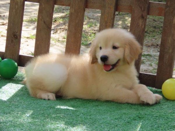 Golden Retriever Tajj Mahall Filhote Macho Vacinas importadas Curitiba Controle displasia dos Pais