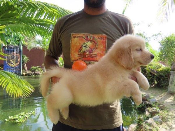 Golden Retriever Tajj Mahall Filhote Macho Vacinas importadas Curitiba Controle displasia dos Pais