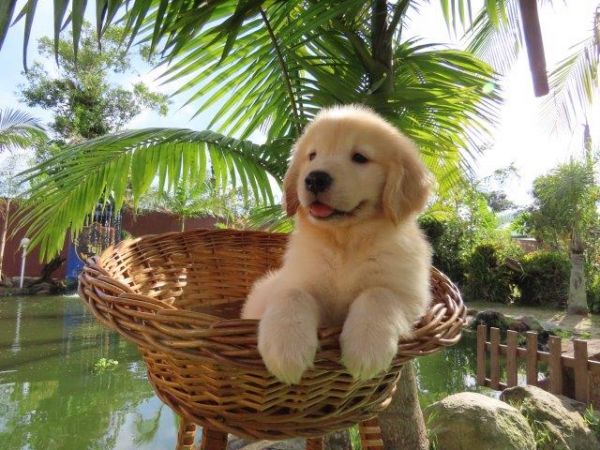 Golden Retriever Tajj Mahall Filhote Macho Vacinas importadas Curitiba Controle displasia dos Pais