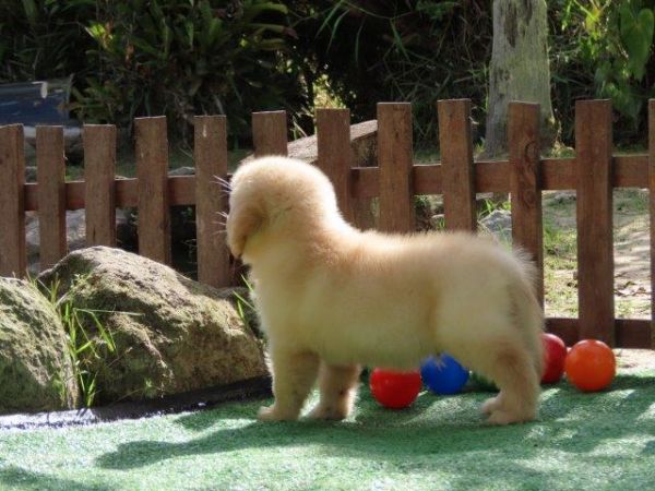 Golden Retriever Tajj Mahall Filhote Macho Vacinas importadas Curitiba Controle displasia dos Pais