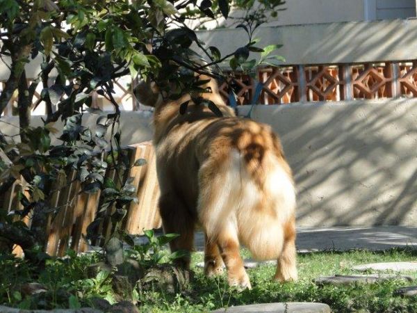 Golden Retriever Tajj Mahall Filhote Macho Vacinas importadas Curitiba Controle displasia dos Pais