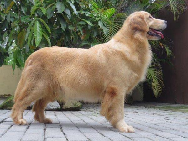 Golden Retriever Tajj Mahall Filhote Macho Vacinas importadas Curitiba Controle displasia dos Pais