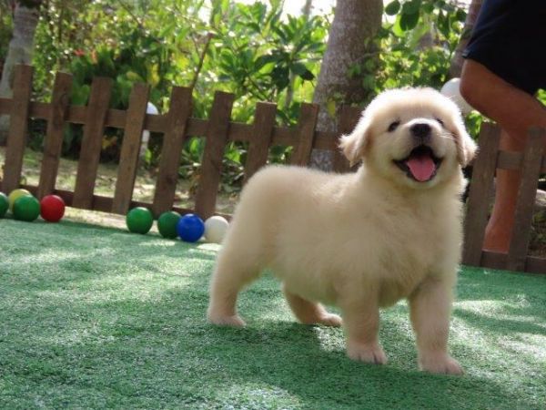 Golden Retriever Tajj Mahall Linda Fmeazinha  Microchip Trs vacinas importadas Curitiba