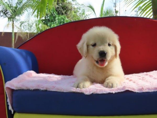 Golden Retriever Tajj Mahall Linda Fmeazinha  Microchip Trs vacinas importadas Curitiba
