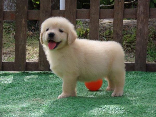 Golden Retriever Tajj Mahall Linda Fmeazinha  Microchip Trs vacinas importadas Curitiba