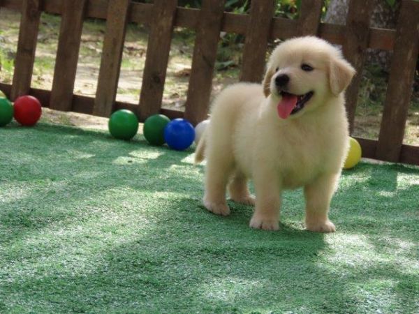 Golden Retriever Tajj Mahall Linda Fmeazinha  Microchip Trs vacinas importadas Curitiba